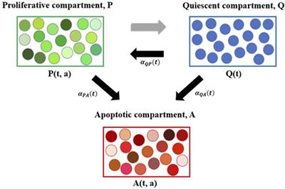 Modeling Cancer Cell Growth Dynamics In vitro in Response to Antimitotic Drug Treatment